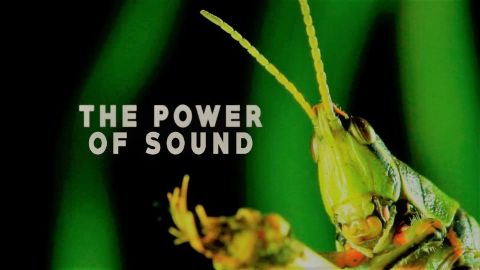 The Power of Sound