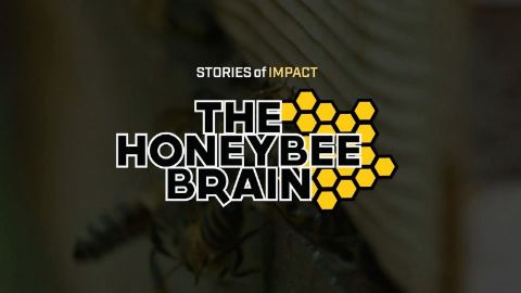 The Honeybee Brain